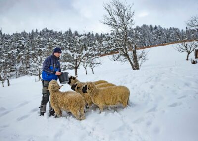 Beim Füttern der Schafe